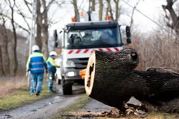 emergency-tree-removal