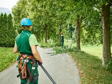 tree-care-company